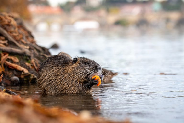 A Lake George due persone sono state morse da un castoro, e poco dopo ne è stato trovato uno con la rabbia