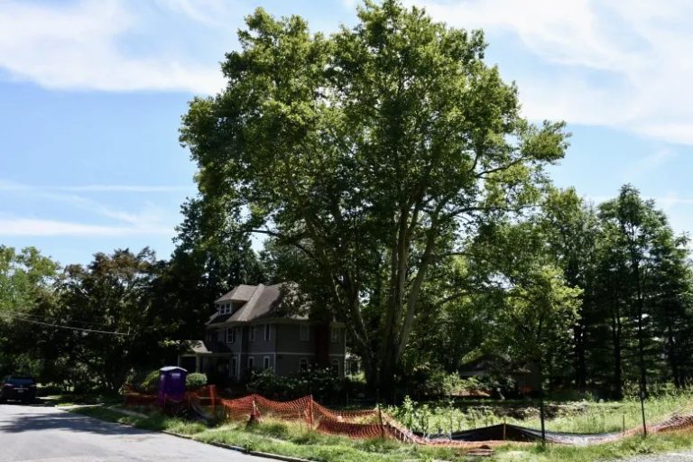 A Maplewood si litiga per un albero che potrebbe avere 271 anni